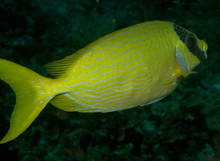 SIGANUS PUELLUS